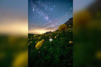 Photo de pulsatilles des alpes et trolles d'Europe sous les étoiles