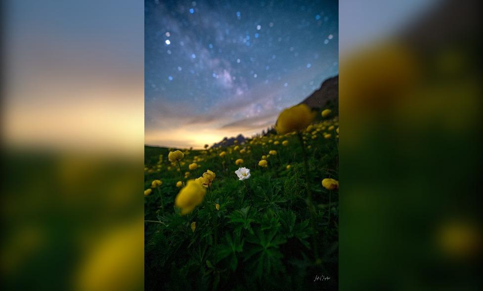 Photo de pulsatilles des alpes et trolles d'Europe sous les étoiles - Agrandir l'image, fenêtre modale